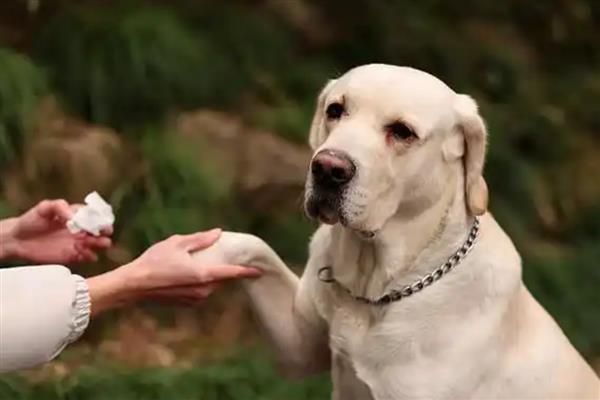 拉布拉多犬是否容易饲养，适合郊区生活饲养难度较低