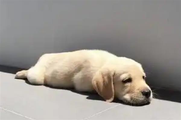 拉布拉多犬是否容易饲养，适合郊区生活饲养难度较低
