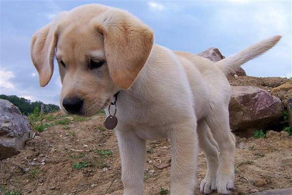 拉布拉多犬是否容易饲养，适合郊区生活饲养难度较低