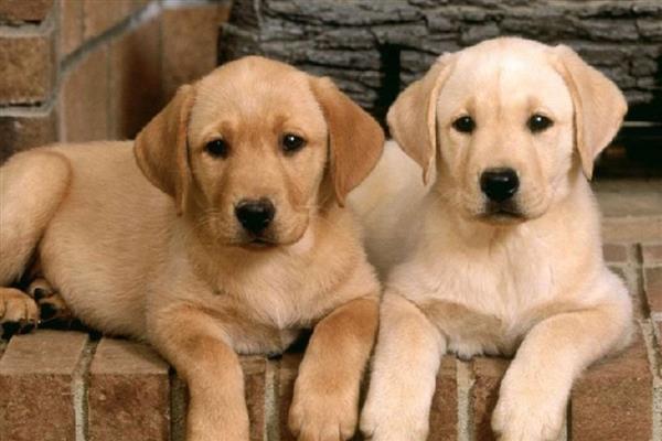 拉布拉多犬是否容易饲养，适合郊区生活饲养难度较低