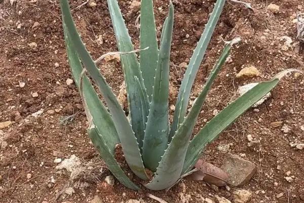 怎么养库拉索芦荟，正常情况下5-7天浇水一次