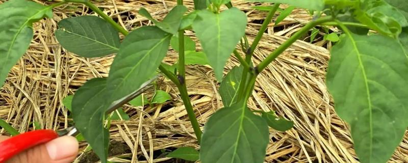 辣椒打叉是什么时候，长到15公分的时候