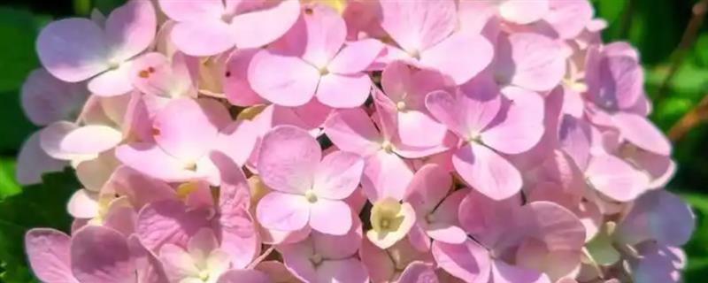 绣球花怎么养护，生长期每隔15天追施一次饼肥