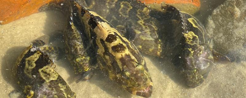 石斑鱼的养殖方法，可池塘养殖也可网箱养殖