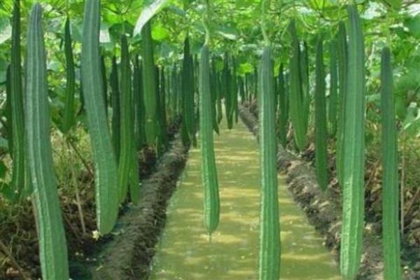 丝瓜什么品种产量高，推荐夏选丝瓜、短度水瓜等