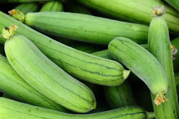 丝瓜什么品种产量高，推荐夏选丝瓜、短度水瓜等