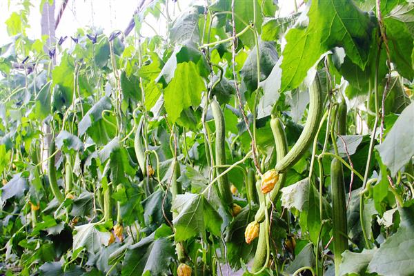 丝瓜什么品种产量高，推荐夏选丝瓜、短度水瓜等