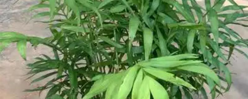 袖珍椰子干了如何解决，视情况采取针对性措施