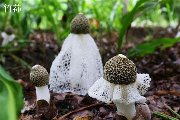 菌子的种类，常见的有竹荪、鸡枞菌等