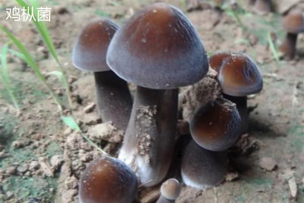 菌子的种类，常见的有竹荪、鸡枞菌等