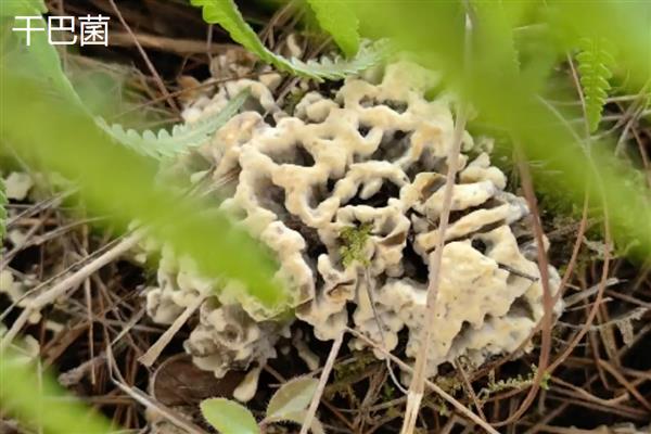 菌子的种类，常见的有竹荪、鸡枞菌等