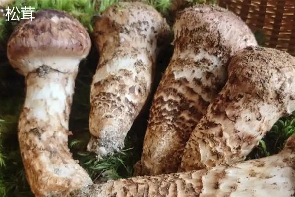 菌子的种类，常见的有竹荪、鸡枞菌等