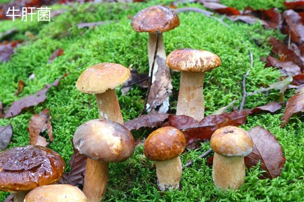 菌子的种类，常见的有竹荪、鸡枞菌等