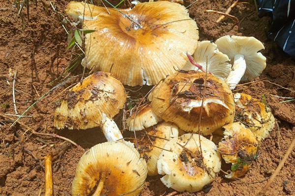 菌子的种类，常见的有竹荪、鸡枞菌等