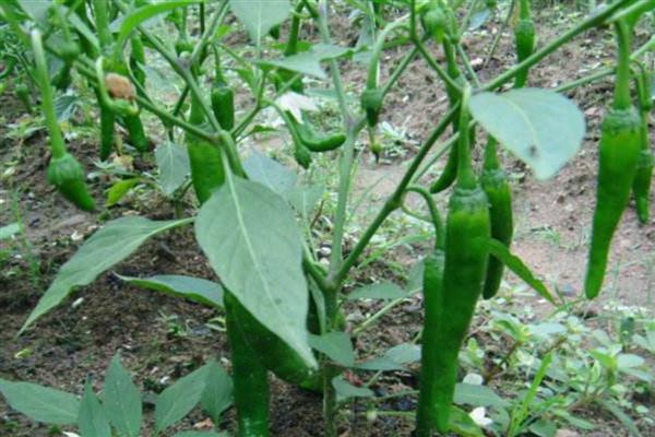 辣椒打叉是什么时候,长到15公分的时候