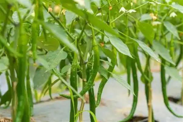 辣椒打叉是什么时候,长到15公分的时候