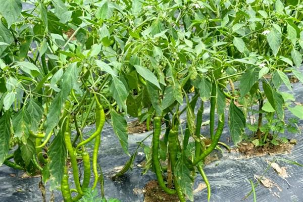 辣椒打叉是什么时候,长到15公分的时候