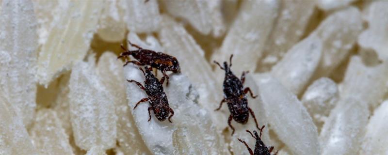 大米生虫了如何处理，用纱布包裹花椒壳再放入米中能起到驱虫效果