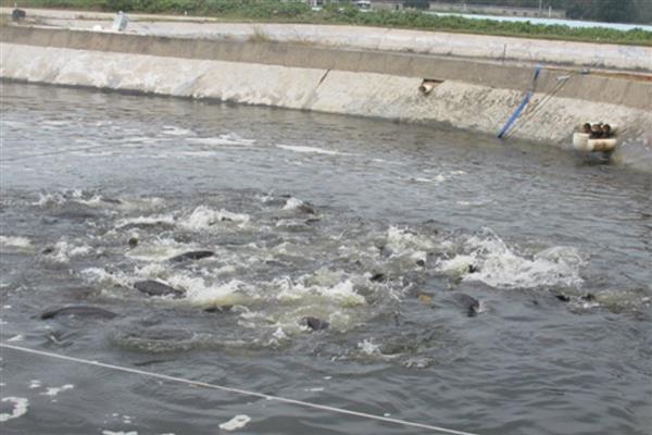 石斑鱼的养殖方法，可池塘养殖也可网箱养殖