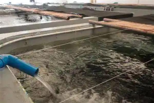 石斑鱼的养殖方法，可池塘养殖也可网箱养殖