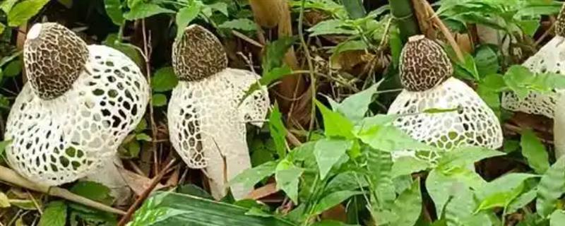 菌子的种类，常见的有竹荪、鸡枞菌等