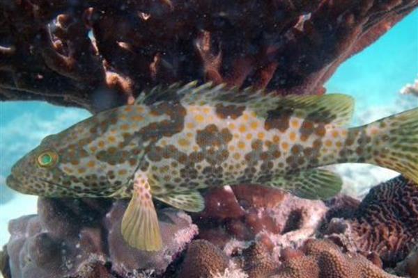 石斑鱼的养殖方法，可池塘养殖也可网箱养殖