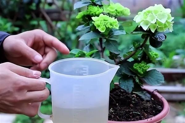绣球花怎么养护，生长期每隔15天追施一次饼肥