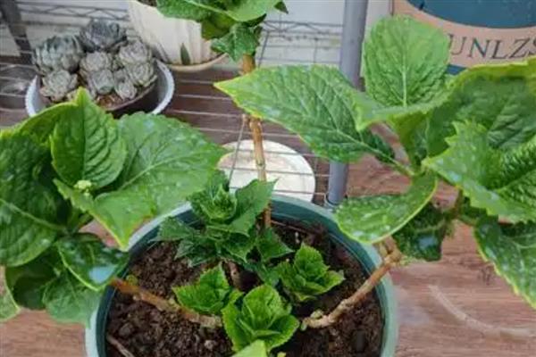 绣球花怎么养护，生长期每隔15天追施一次饼肥