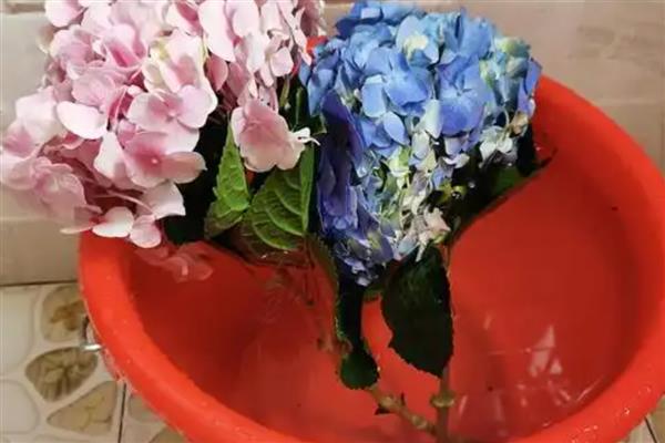 绣球花怎么养护，生长期每隔15天追施一次饼肥