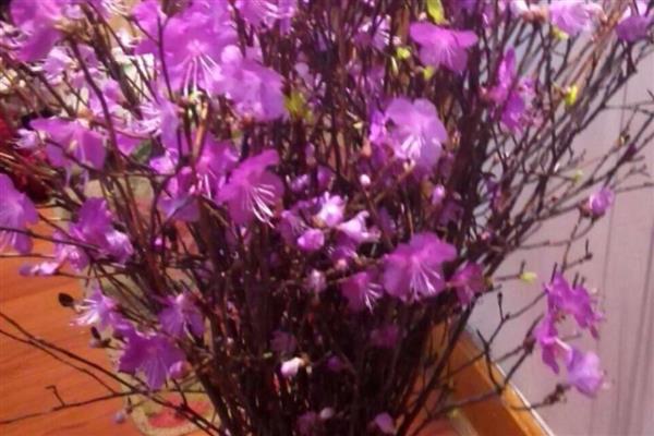 为何干枝杜鹃可以开花，吸收养分后可维持正常生长