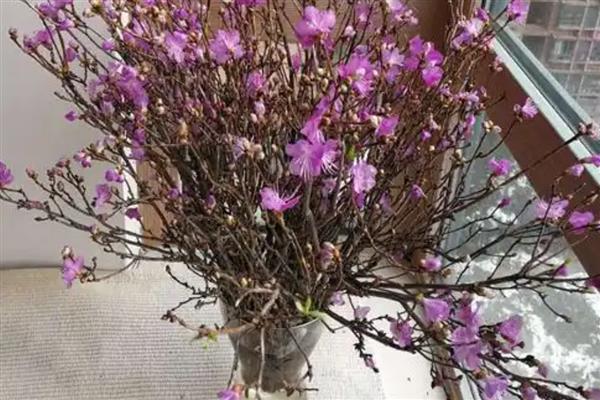 为何干枝杜鹃可以开花，吸收养分后可维持正常生长
