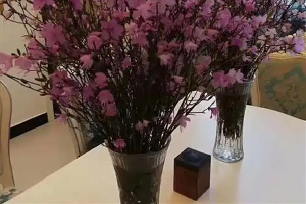 为何干枝杜鹃可以开花，吸收养分后可维持正常生长