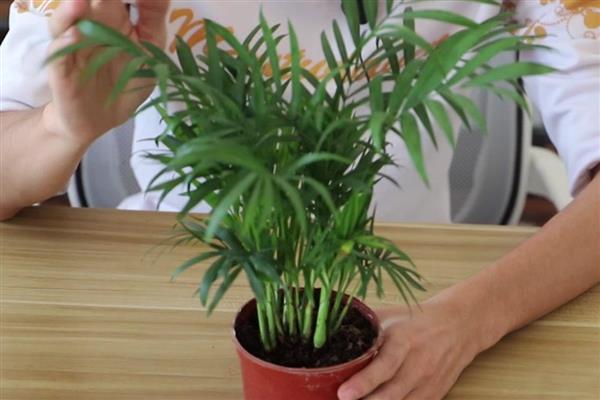 袖珍椰子干了如何解决，视情况采取针对性措施