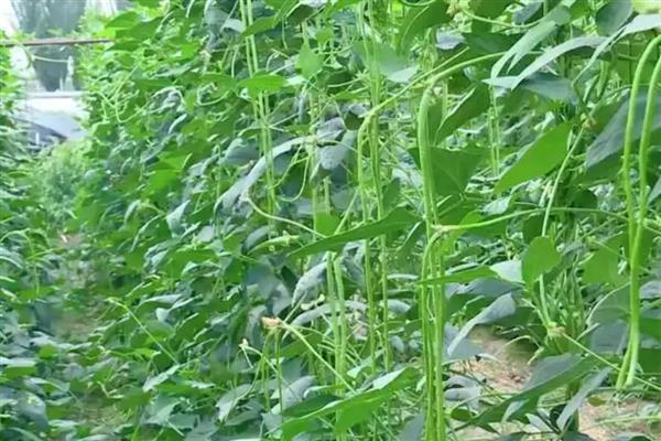 豇豆锈病怎么防治，发病初期可喷施三唑酮等药物