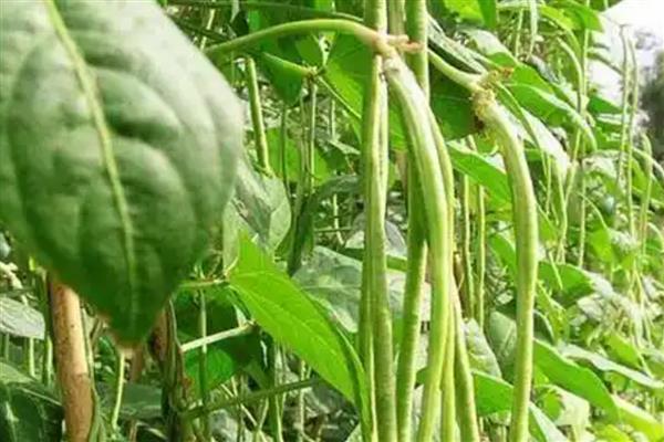 豇豆锈病怎么防治，发病初期可喷施三唑酮等药物