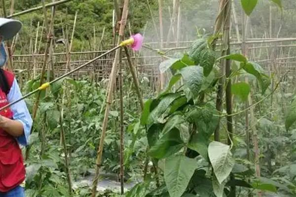 豇豆锈病怎么防治，发病初期可喷施三唑酮等药物