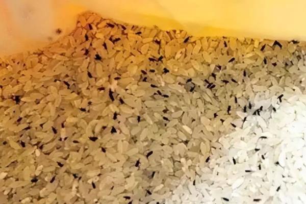 大米生虫了如何处理，用纱布包裹花椒壳再放入米中能起到驱虫效果
