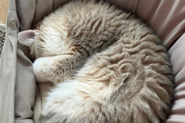 猫咪睡觉时为什么发抖，可能是做梦、睡姿不当、感到寒冷所致