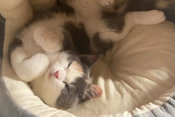 猫咪睡觉时为什么发抖，可能是做梦、睡姿不当、感到寒冷所致