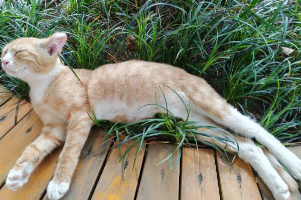 猫咪睡觉时为什么发抖，可能是做梦、睡姿不当、感到寒冷所致
