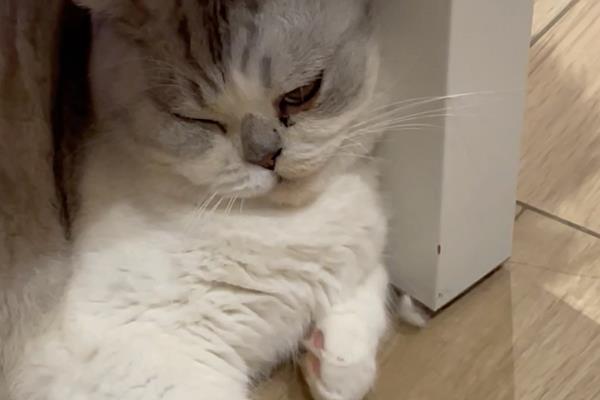 猫咪睡觉时为什么发抖，可能是做梦、睡姿不当、感到寒冷所致