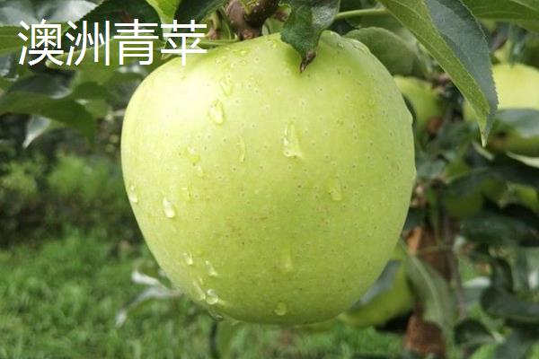 苹果有什么种类，常见红富士、嘎拉、桑萨等品种