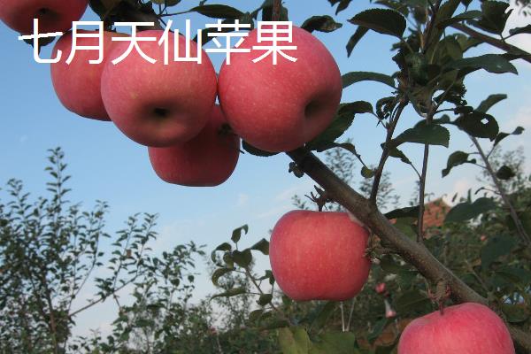 苹果有什么种类，常见红富士、嘎拉、桑萨等品种