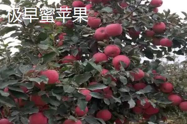 苹果有什么种类，常见红富士、嘎拉、桑萨等品种