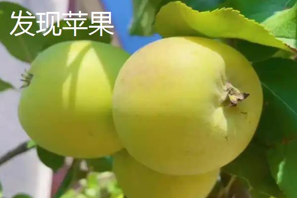 苹果有什么种类，常见红富士、嘎拉、桑萨等品种