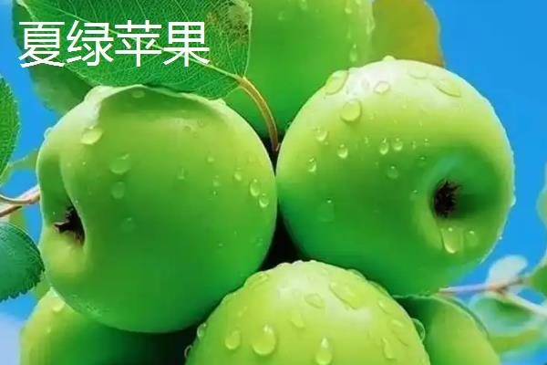 苹果有什么种类，常见红富士、嘎拉、桑萨等品种