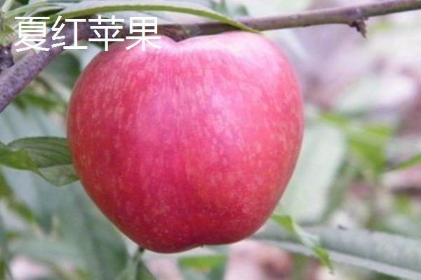 苹果有什么种类，常见红富士、嘎拉、桑萨等品种