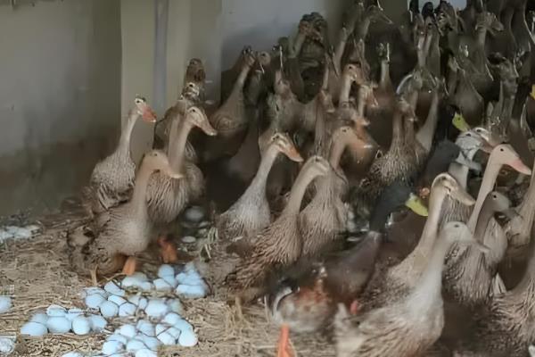 蛋鸭怎么养殖，