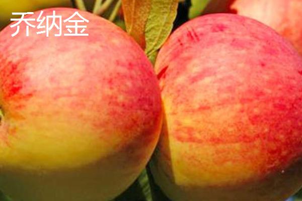 苹果有什么种类，常见红富士、嘎拉、桑萨等品种