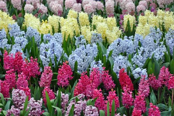 风信子有什么特点，花茎为肉质、花朵为总状花序